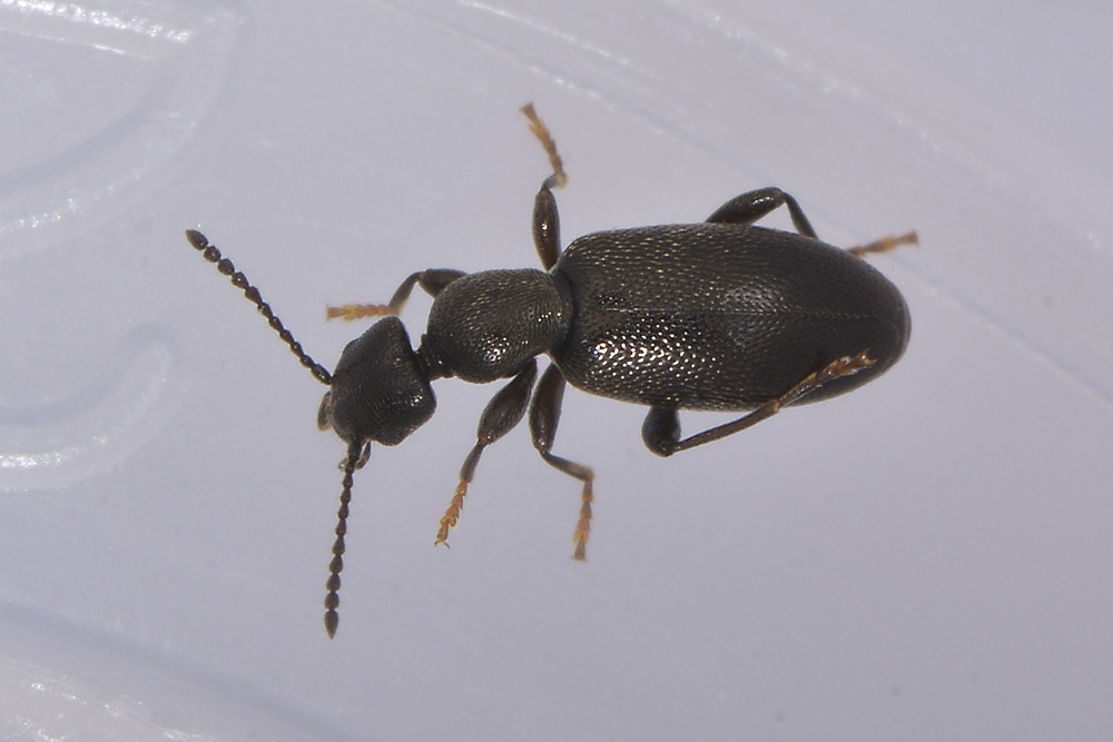 Anthicidae 4: Anthicus niger